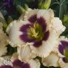 Hemerocallis Bluberry Candy